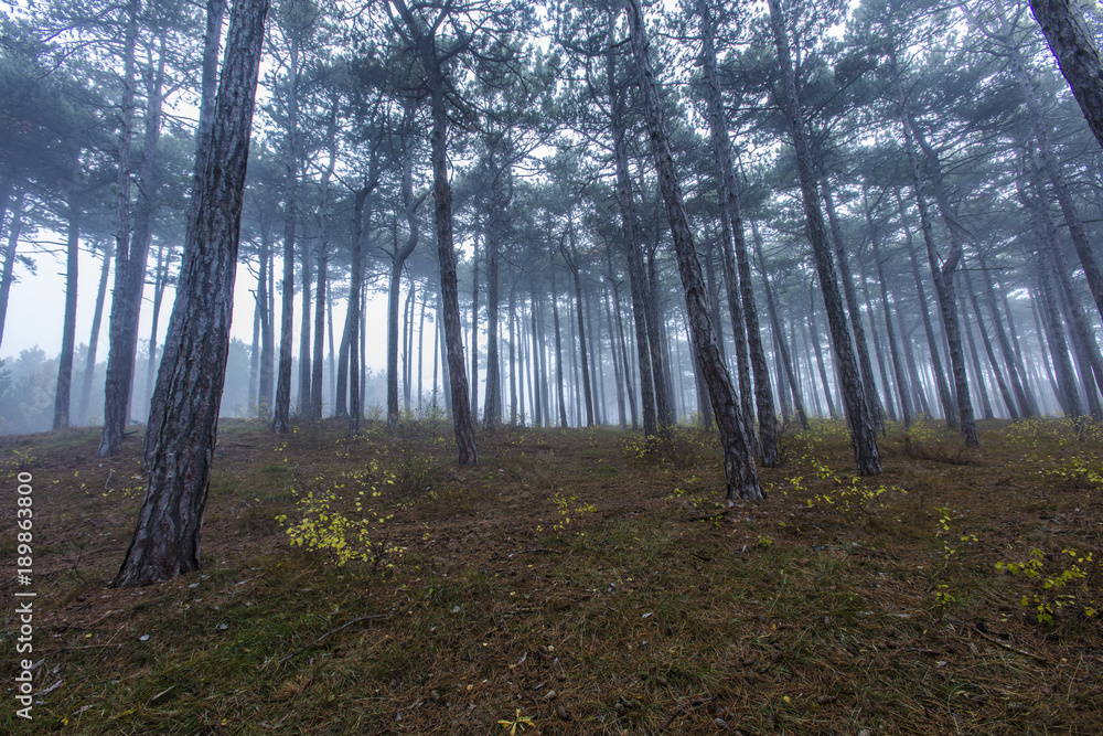 Obraz premium misty morning in the forest 