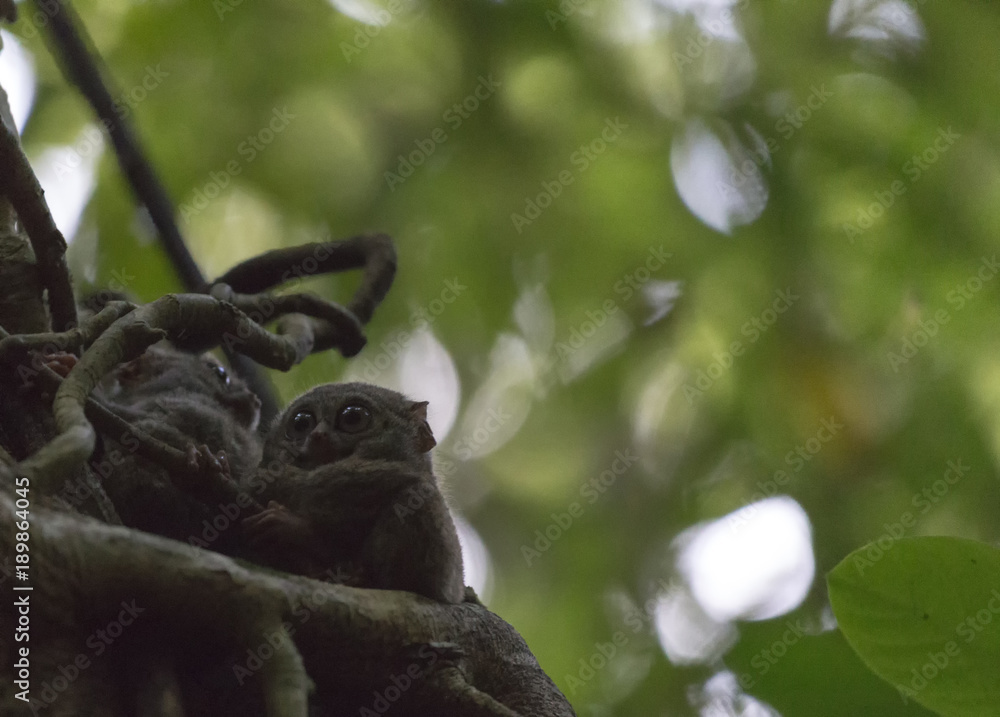 Tarsius in the rainforest Tarsius in the rainforest