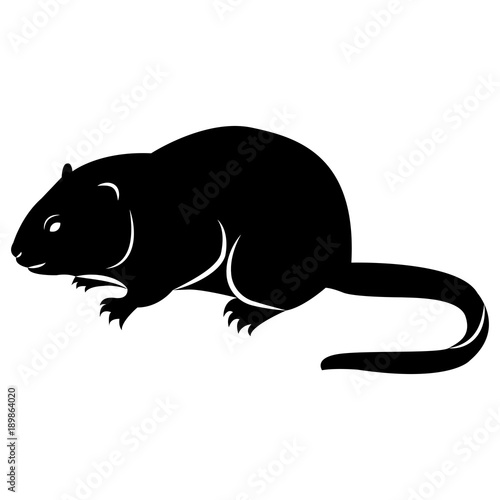 Vector image of silhouette of muskrat on a white background