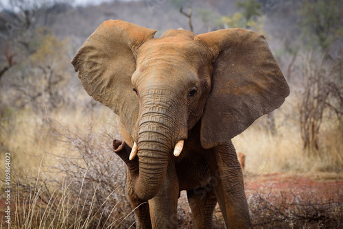 Baby Elephant of Madikwe