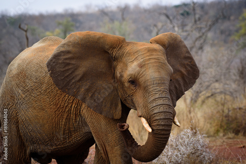 Baby Elephant of Madikwe