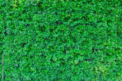 Green plant or Green leaves wall background.