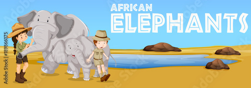 African elephants and people in the field