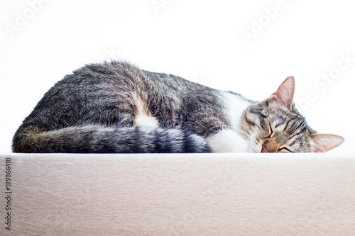 cute kitten sleeping on mattress at home