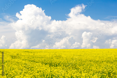 Rapeseed field under Cumulus clouds on a Sunny summer day