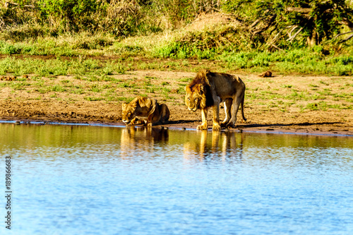 One Male and one Female Lion drinking at sunrise at the Nkaya Pan Watering Hole in Kruger Park South Africa © hpbfotos