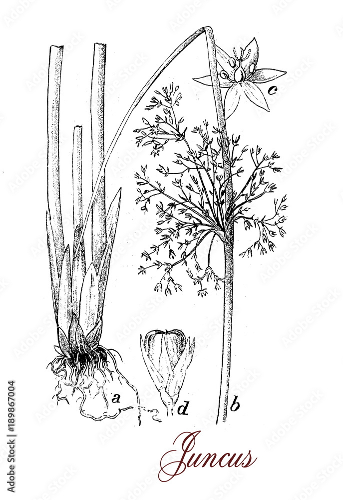 Water Rushes Drawing Rushes Plant Drawing