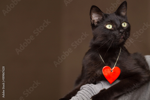 a black cat with a red heart accessory as a symbol of St.Valentine's Day