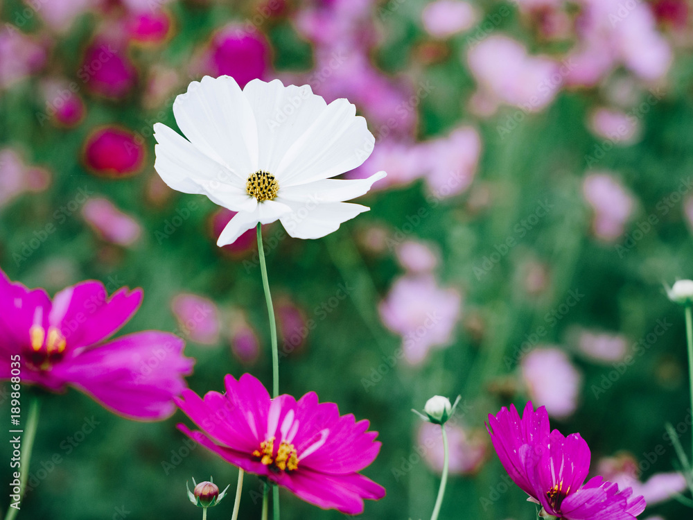 Cosmos garden