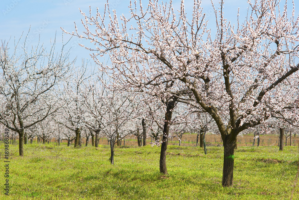 Almond trees