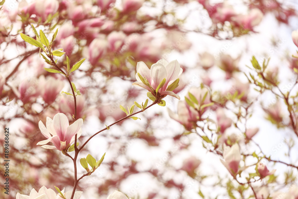 Fototapeta premium Magnolia tree blossom