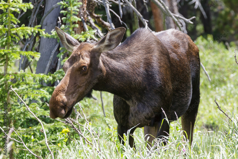 Shiras Moose of The Colorado Rocky Mountains Shiras Moose of The Colorado Rocky Mountains