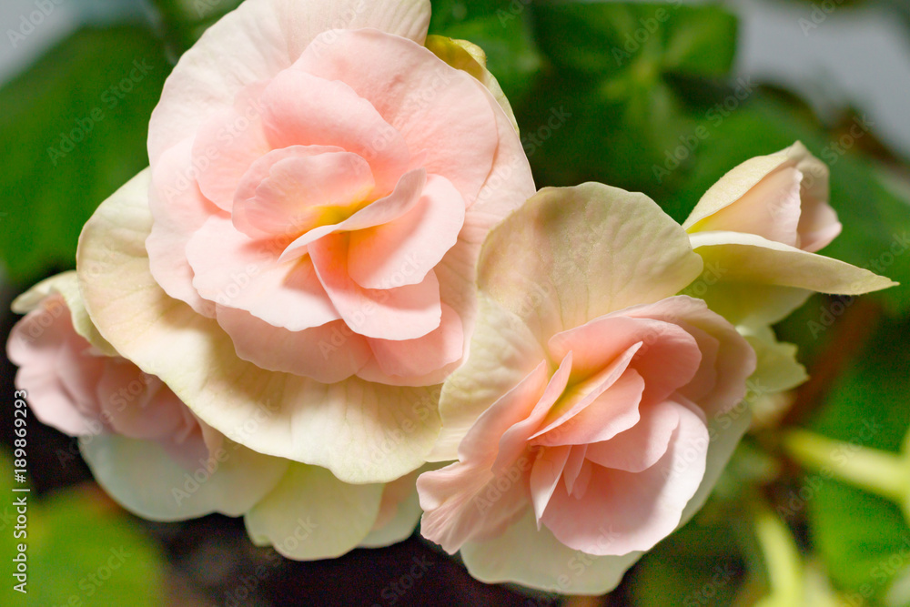 Beautiful gentle and fresh begonia flowers closeup