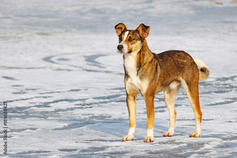 Large stray dog stands on the ice of a frozen lake in winter