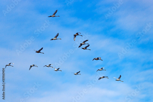 Flock of flying white swans against a blue sky