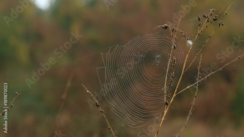 Drifting on dry grass.
