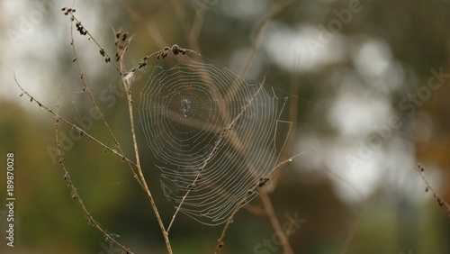 Drifting on dry grass.