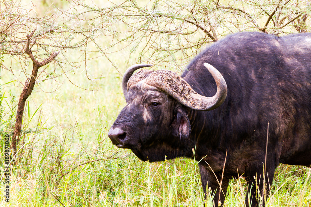 Fototapeta premium Yellow-billed oxpecker (Buphagus africanus) and Syncerus caffer caffer or the Cape buffalo in Serengeti National Park, Tanzania