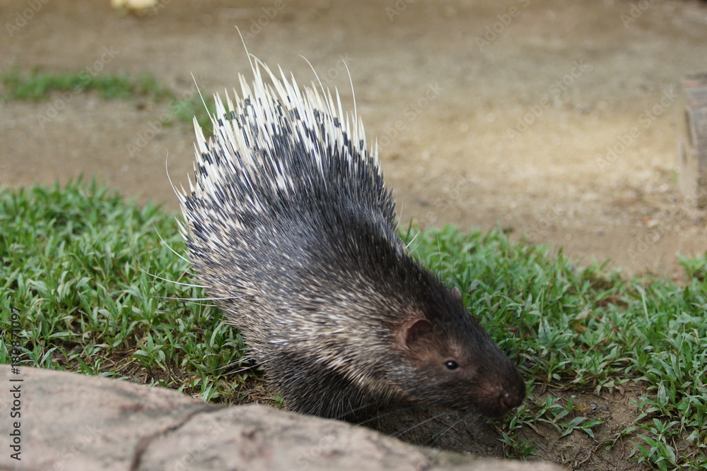 Obraz premium Portrait of cute porcupine. The Malayan porcupine or Himalayan porcupine (Hystrix brachyura) is a species of rodent in the family Hystricidae.