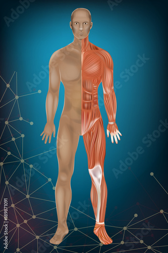 Human 3D anatomy body with muscle 