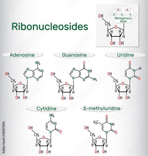 Ribonucleosides (adenosine, guanosine, cytidine, uridine, 5-methyluridine) - pyrimidine and purine nucleoside molecule. Structural chemical formulas photo