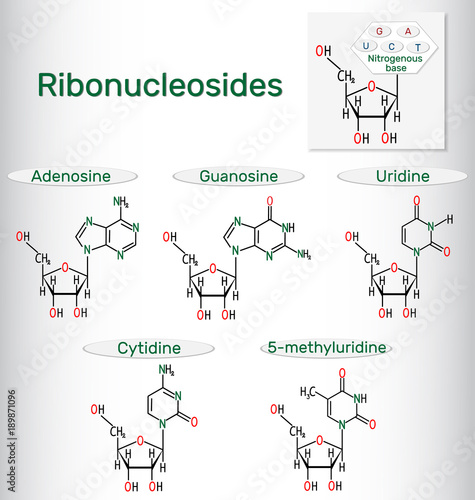 Ribonucleosides (adenosine, guanosine, cytidine, uridine, 5-methyluridine) - pyrimidine and purine nucleoside molecule. Structural chemical formulas