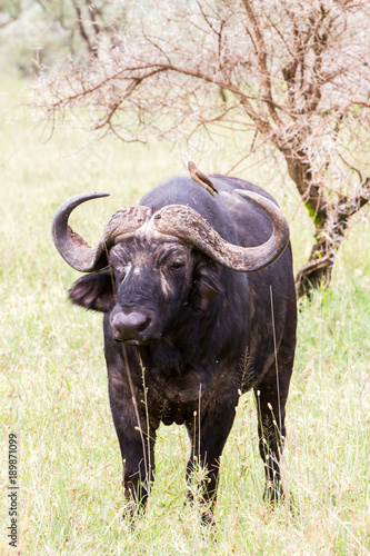 Yellow-billed oxpecker (Buphagus africanus) and Syncerus caffer caffer or the Cape buffalo in Serengeti National Park, Tanzania