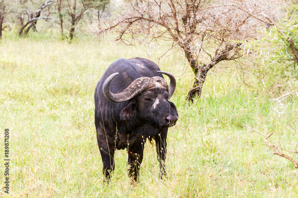 Obraz premium Yellow-billed oxpecker (Buphagus africanus) and Syncerus caffer caffer or the Cape buffalo in Serengeti National Park, Tanzania