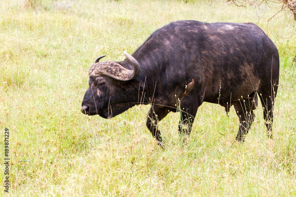 Yellow-billed oxpecker (Buphagus africanus) and Syncerus caffer caffer or the Cape buffalo in Serengeti National Park, Tanzania Yellow-billed oxpecker (Buphagus africanus) and Syncerus caffer caffer or the Cape buffalo in Serengeti National Park, Tanzania