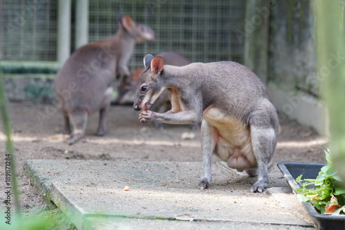 Cuteness of an Agile wallaby (Macropus agilis), they are feeding with groups