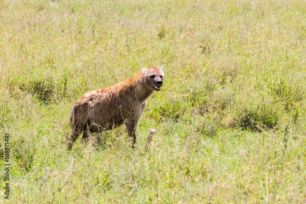 Fototapeta premium The spotted hyena (Crocuta crocuta), also known as the laughing hyena is a species of hyenas or hyaenas feliform carnivoran mammals of the family Hyaenidae in Serengeti ecosystem, Tanzania