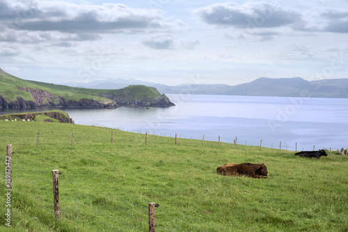 dingle peninsula cattle on the wild atlantic way photo