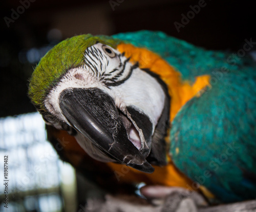 Blue and Gold Macaw with Head Tilted