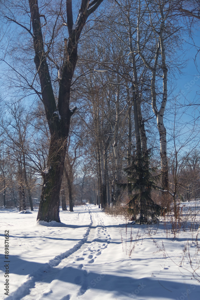 Fototapeta premium Winter sunny day in the forest