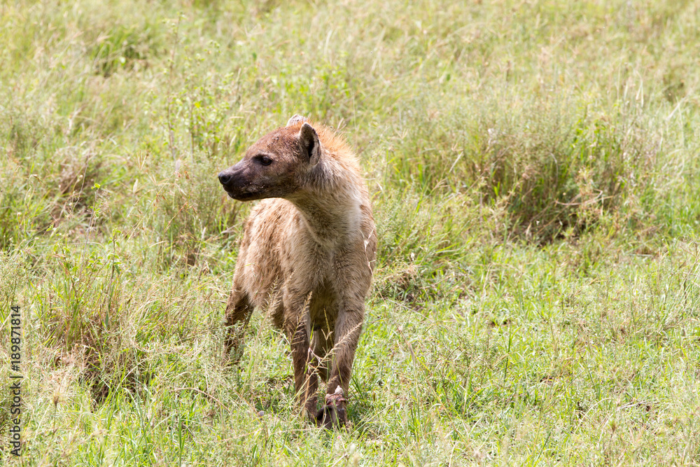 The spotted hyena (Crocuta crocuta), also known as the laughing hyena is a species of hyenas or hyaenas feliform carnivoran mammals of the family Hyaenidae in Serengeti ecosystem, Tanzania The spotted hyena (Crocuta crocuta), also known as the laughing hyena is a species of hyenas or hyaenas feliform carnivoran mammals of the family Hyaenidae in Serengeti ecosystem, Tanzania