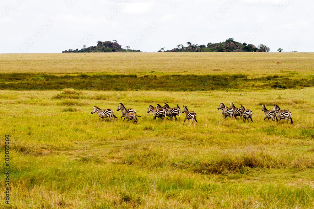 Zebra species of African equids (horse family) united by their distinctive black and white striped coats in different patterns, unique to each individual in Serengeti, Tanzania Zebra species of African equids (horse family) united by their distinctive black and white striped coats in different patterns, unique to each individual in Serengeti, Tanzania