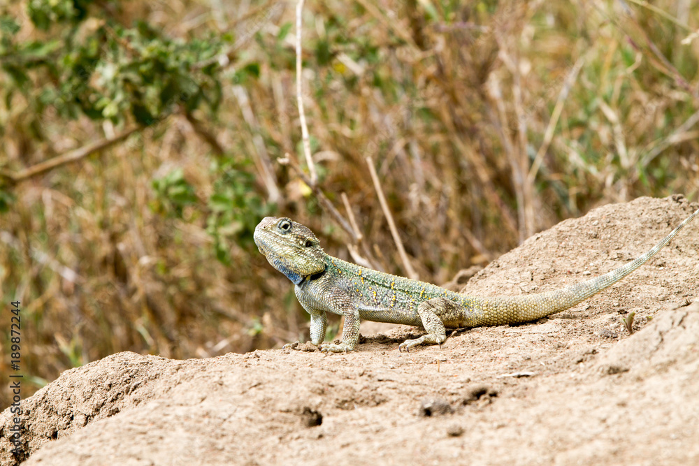 The southern rock agama (Agama atra) in the family Agamidae, in green, yellow and blue on a rock in Serengeti, Tanzania The southern rock agama (Agama atra) in the family Agamidae, in green, yellow and blue on a rock in Serengeti, Tanzania