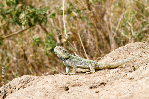 Bilde på lerret The southern rock agama (Agama atra) in the family Agamidae,  in green, yellow a