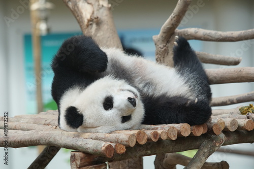 A cute panda take a nap on the woods