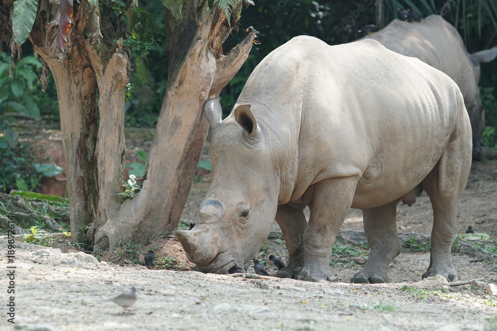 A group of The white rhinoceros or square-lipped rhinoceros (Ceratotherium simum). They are the largest extant species of rhinoceros.