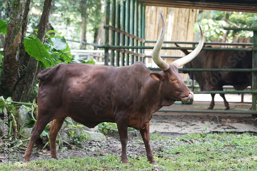 Portrait of a male Ankoli Cattle scratching its back body with long horn photo