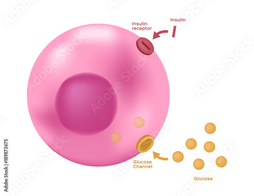 Insulin unlocks the cell's glucose channel vector