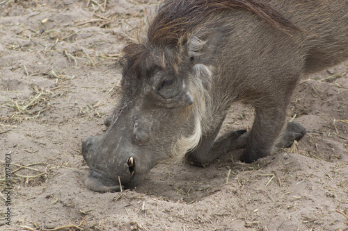Photography A Warthog in the wild in Senegal