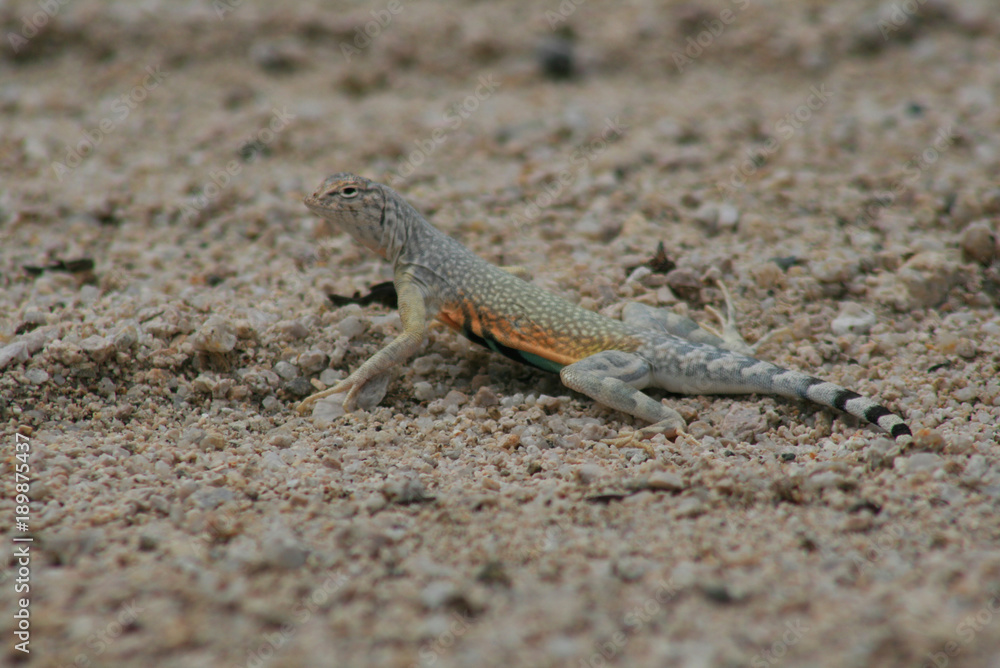 lizard lizard