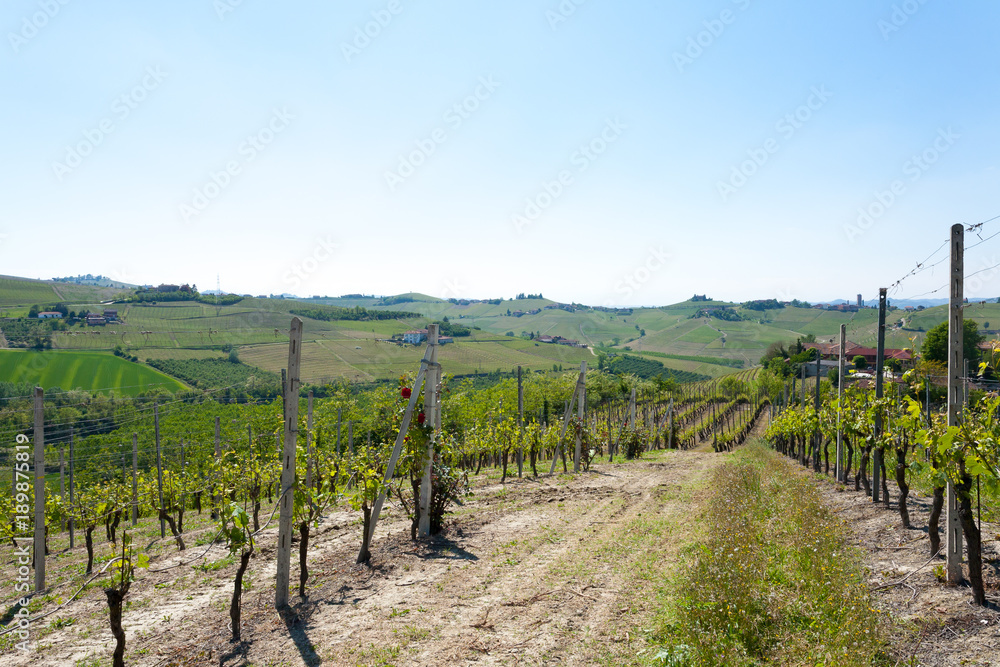 Landscape with vineyards from Langhe,Italian agriculture