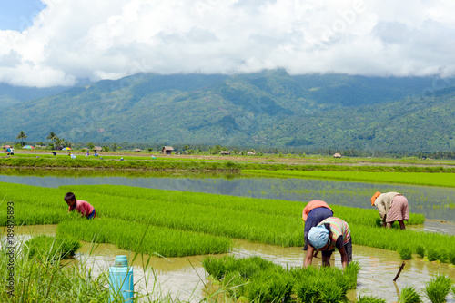 family manual labour in the Philippine rice fields photo