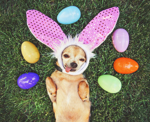 authentic photo of a cute chihuahua with rabbit ears on and his tongue out surrounded by easter eggs toned with a retro vintage filter