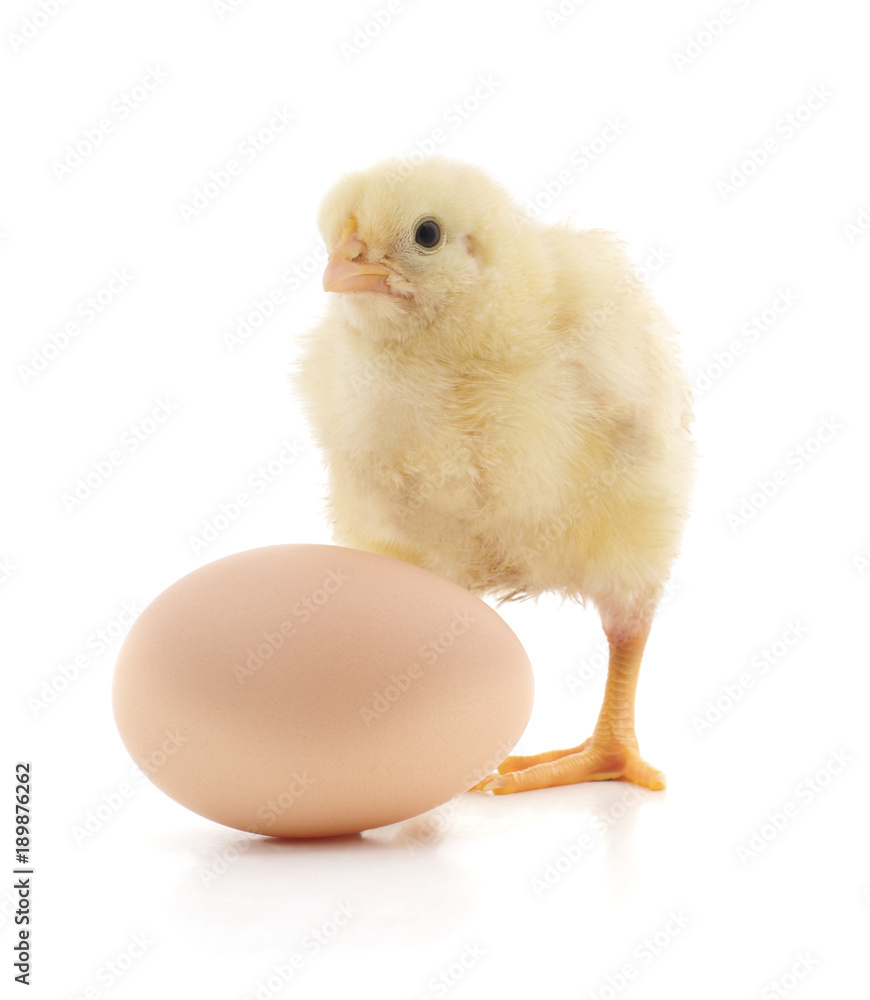 Obraz premium Chicken and egg.