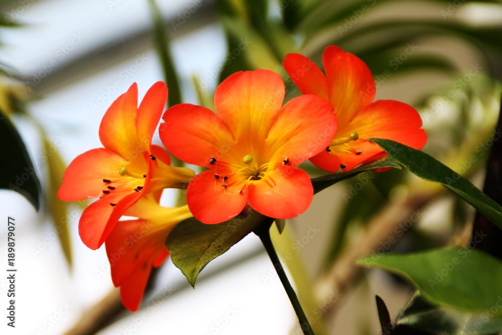 Fototapeta premium Tropical orange flower closeup