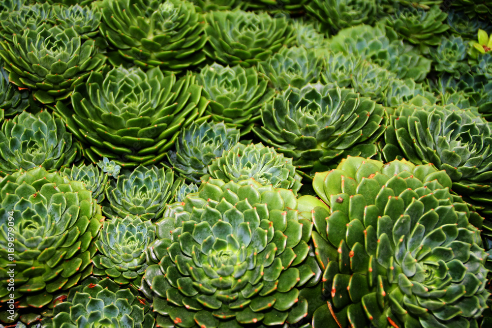 Green succulents background Stock-Foto | Adobe Stock